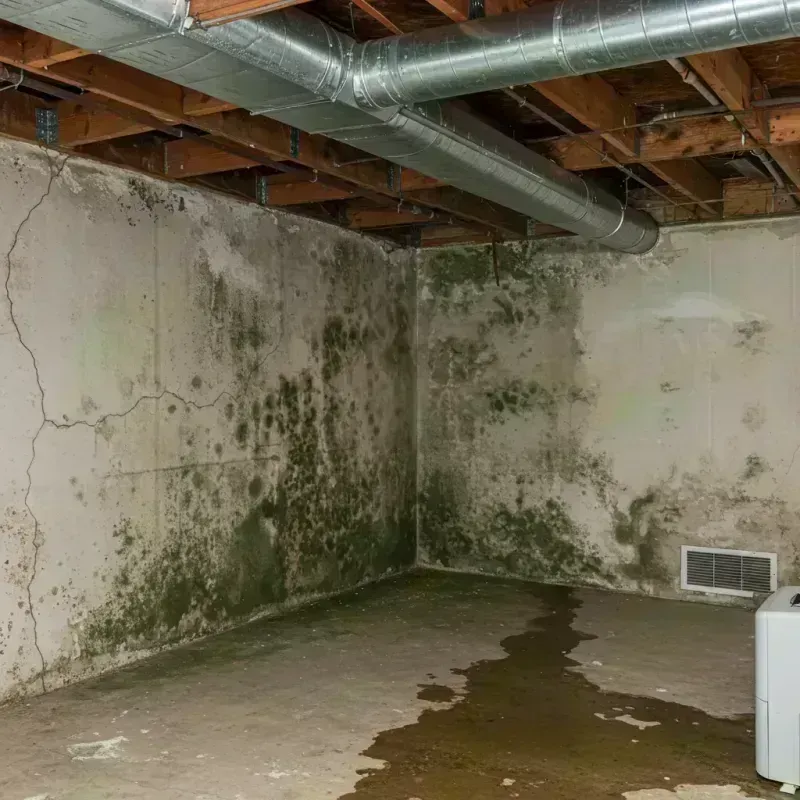 Professional Mold Removal in Inverness, IL